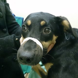 Девочка по кличке Лýна ищет хозяина!