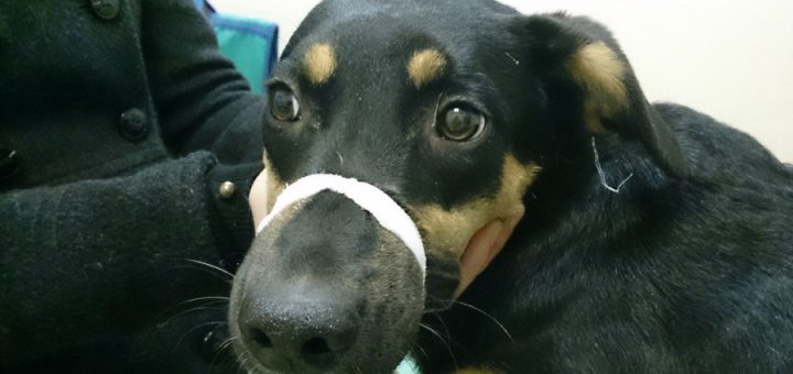 Девочка по кличке Лýна ищет хозяина!