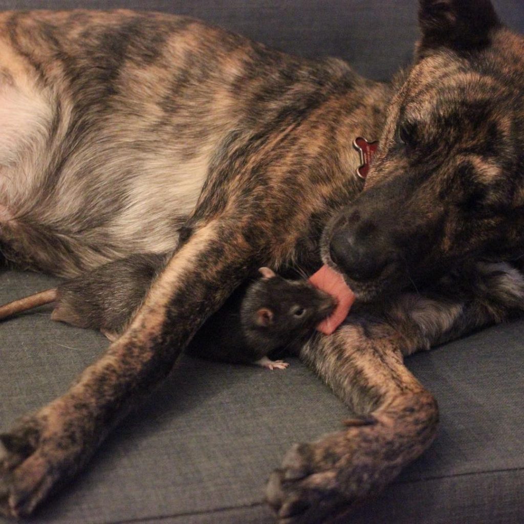 Osiris and Rif - Instagram stars!